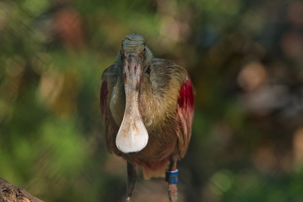 写真 鳥のクローズアップ