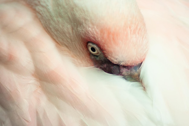 写真 鳥 の クローズアップ