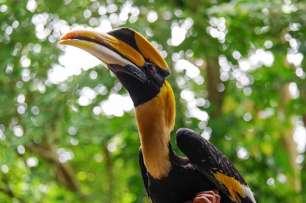 写真 鳥のクローズアップ