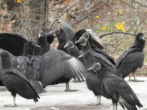 写真 鳥のクローズアップ