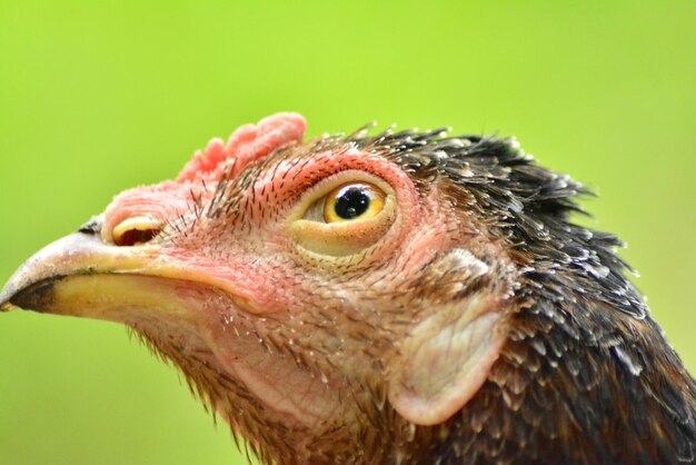 写真 鳥のクローズアップ