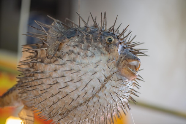 写真 鳥のクローズアップ