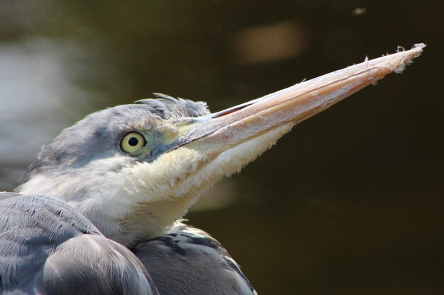 写真 鳥のクローズアップ