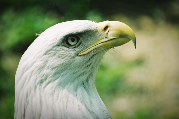 写真 鳥のクローズアップ