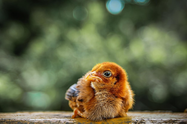 写真 鳥 の クローズアップ