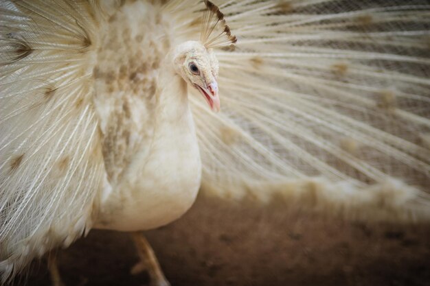 写真 鳥のクローズアップ