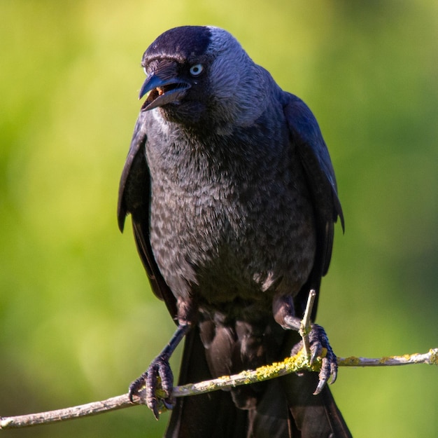 写真 鳥のクローズアップ