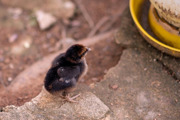 写真 鳥のクローズアップ