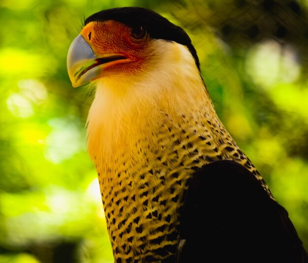 写真 鳥のクローズアップ