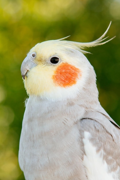 写真 鳥のクローズアップ