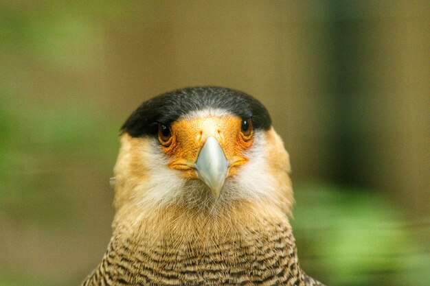 写真 鳥のクローズアップ