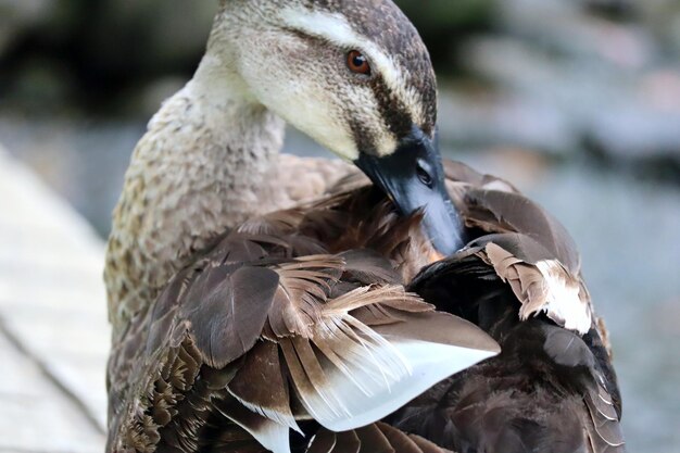 写真 鳥のクローズアップ