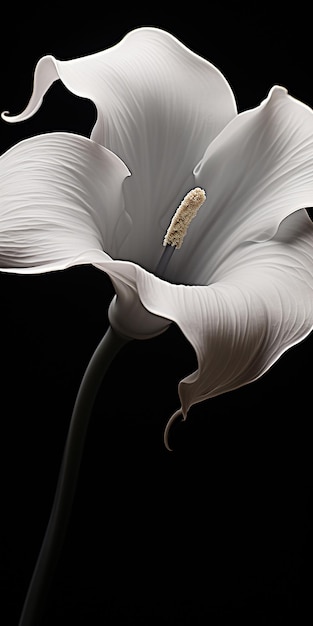 Close_up_of_a_blooming_flower_by_Robert_Mapplethorpe_h