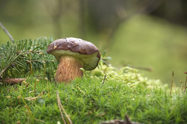 Фото Близкий взгляд на гриб boletus pinophilus, также известный как сосновый болет или сосновый королевский болет