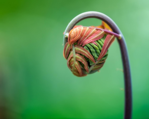 写真 芽のクローズアップ