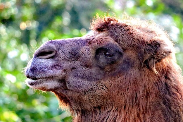 写真 ラクダ の クローズアップ