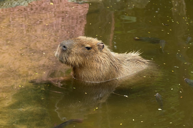 写真 カピバラのクローズアップ