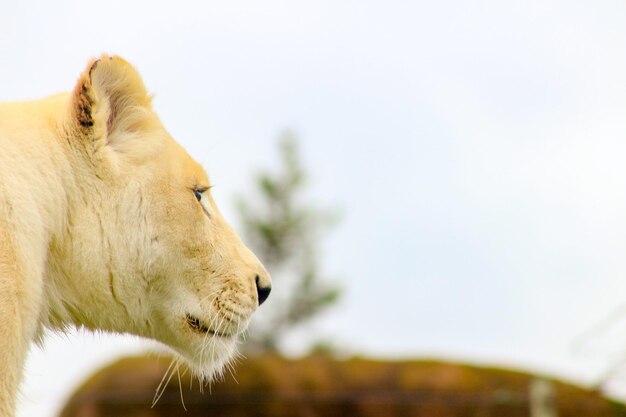 写真 空に照らされた猫のクローズアップ