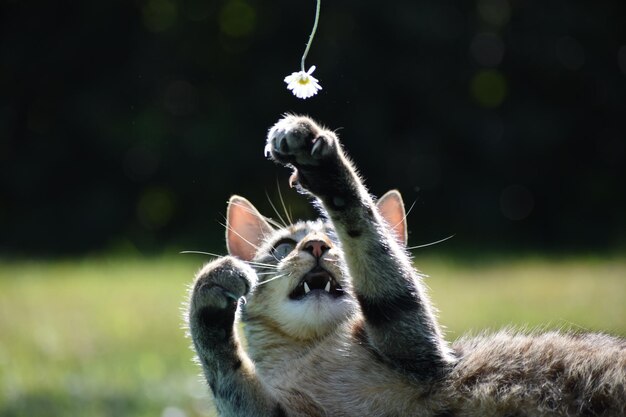 写真 野原の猫のクローズアップ