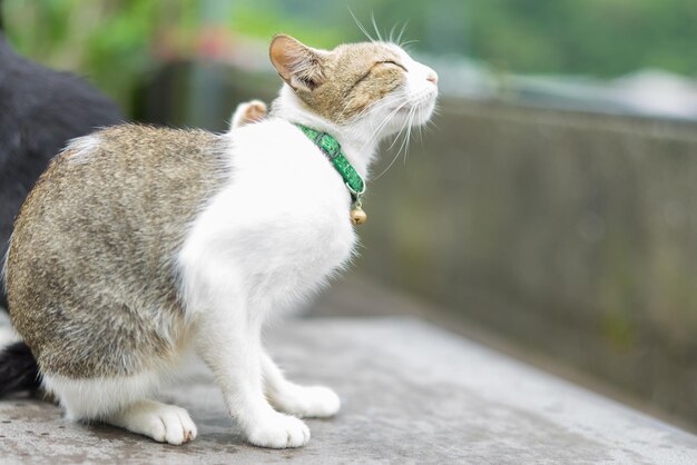 写真 遠くを見回す猫のクローズアップ