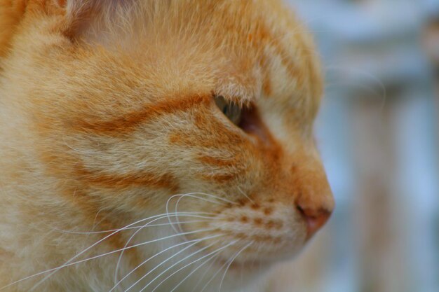 写真 遠くを見回す猫のクローズアップ