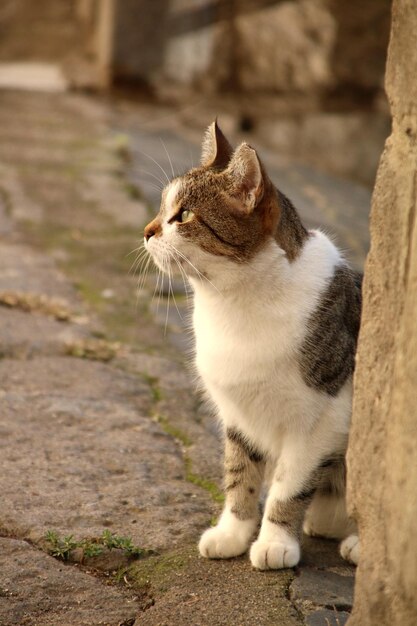 写真 遠くを見回す猫のクローズアップ