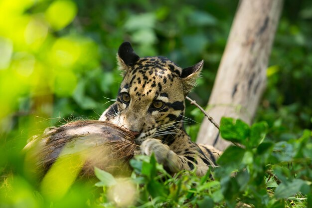 写真 遠くを見回す猫のクローズアップ