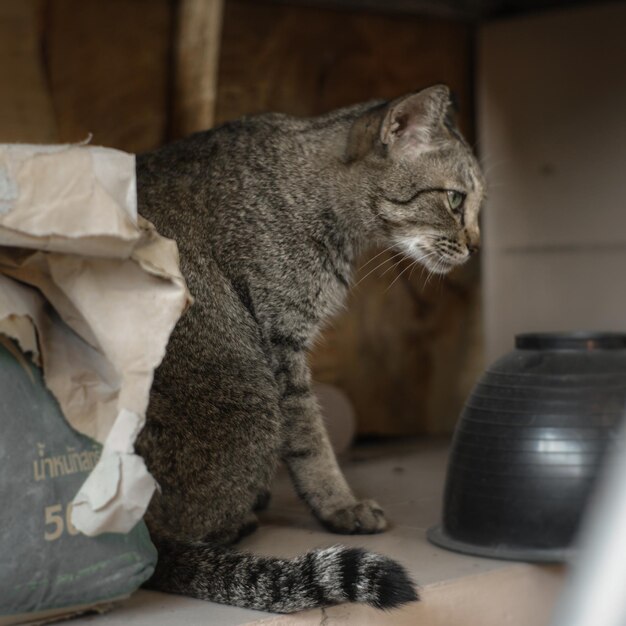 写真 遠くを見回す猫のクローズアップ