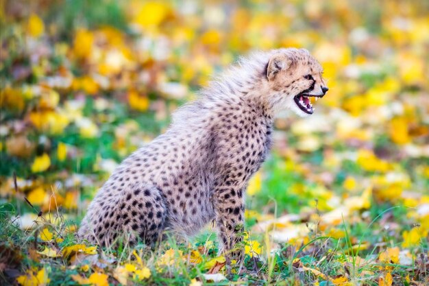 写真 フィールド上の猫のクローズアップ