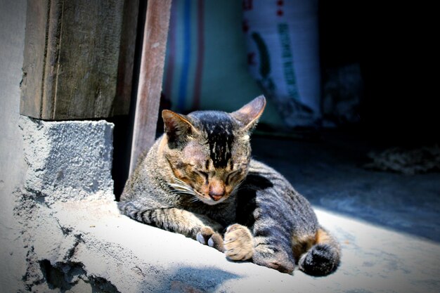 Фото Клоуз-ап отдыхающей кошки