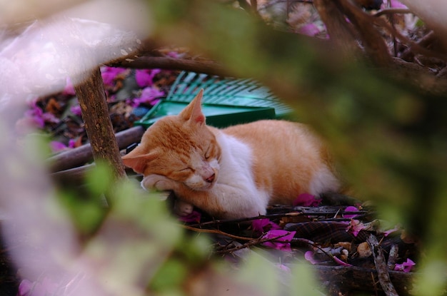 Фото Клоуз-ап кошки, спящей на растении