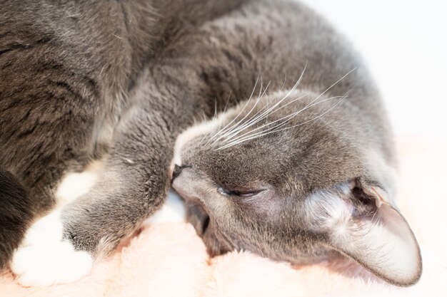 写真 寝ている猫のクローズアップ