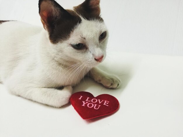 Фото Клоуз-ап кошки в форме сердца