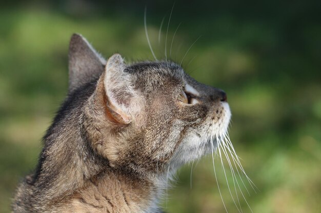 写真 猫のクローズアップ