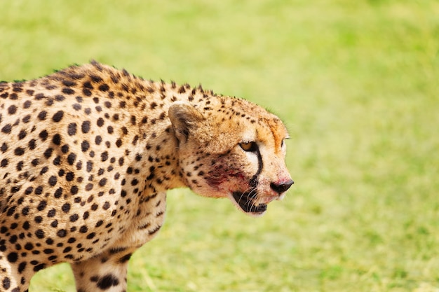 写真 猫のクローズアップ