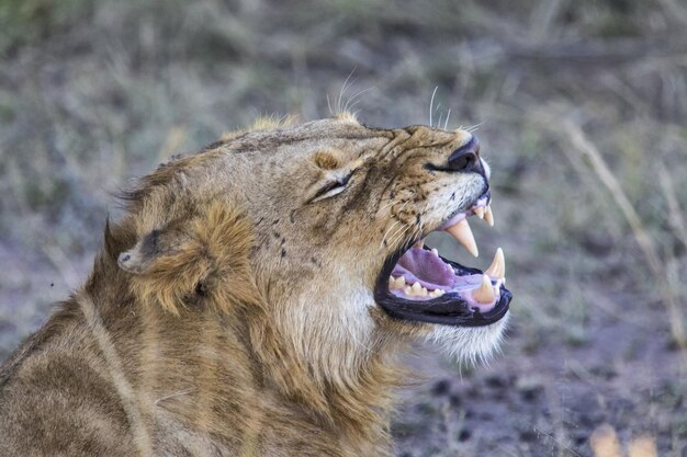 写真 猫のクローズアップ