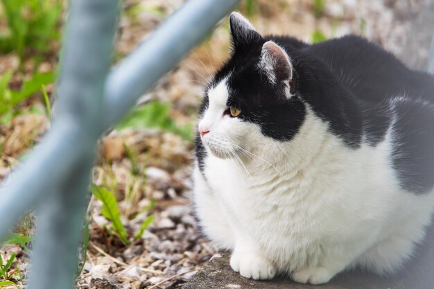 写真 猫のクローズアップ