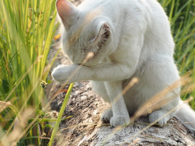 写真 猫のクローズアップ