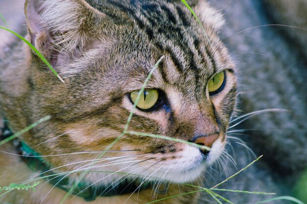 写真 猫のクローズアップ