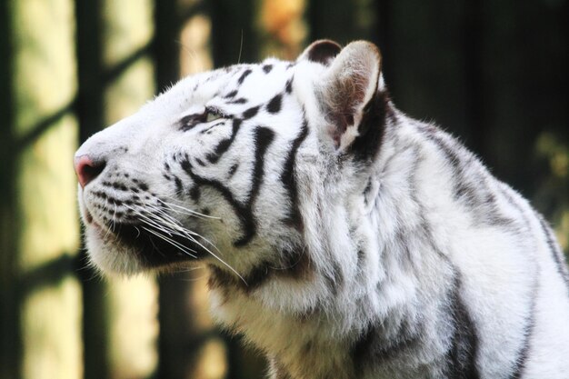 写真 猫のクローズアップ