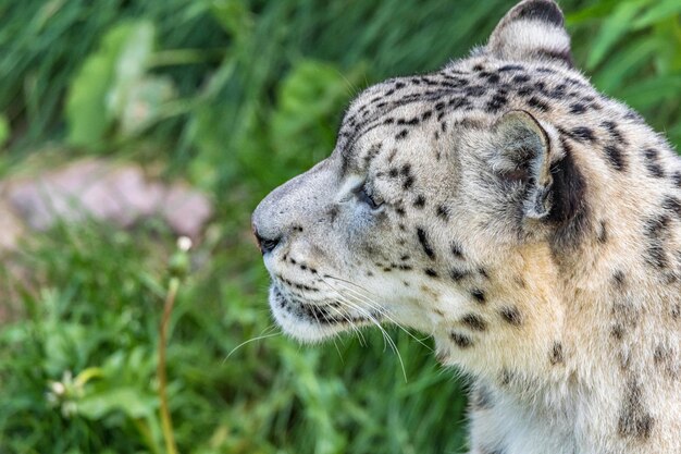 写真 猫のクローズアップ