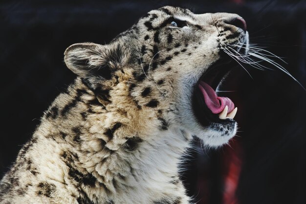 写真 猫のクローズアップ