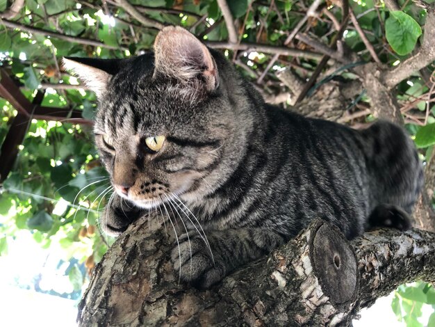 写真 猫のクローズアップ