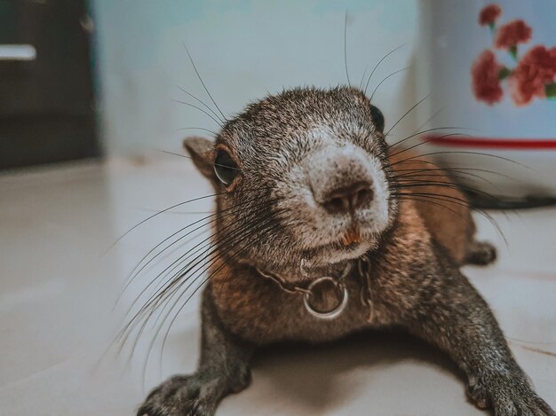 写真 猫のクローズアップ