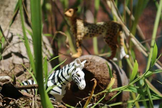 写真 猫のクローズアップ