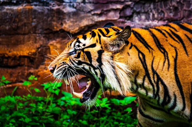 写真 猫のクローズアップ