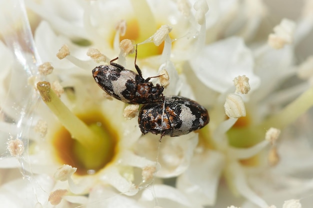 写真 いくつかのカーペットのカブトムシ、anthrenus pimpinellae、白い花のクローズ アップ