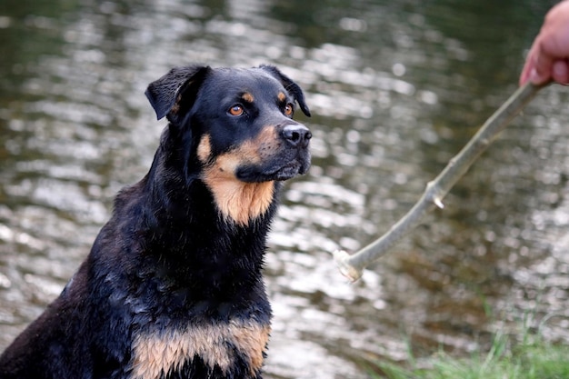 写真 水中の犬のクローズアップ