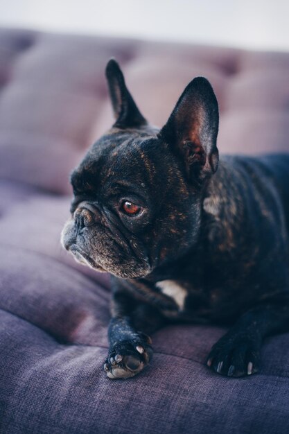 写真 遠くを見回す犬のクローズアップ