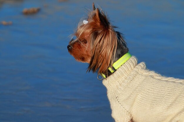 写真 遠くを見回す犬のクローズアップ